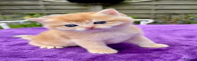 British Shorthair Kitten 4