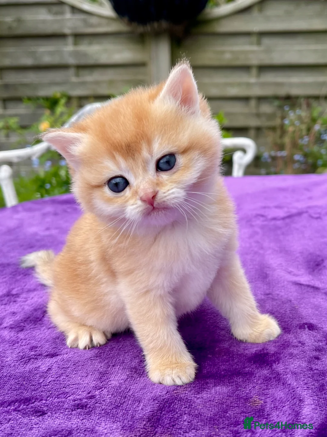 British Shorthair cats for sale: Golden, Golden Colourpoint & Silver Tipped - Advert 2