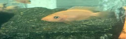 Cichlids fish for sale: Midas cichlid fish  in Basildon - Advert 6