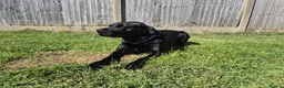 Labrador Retriever dogs for stud: Stud black lab  in Ilkeston - Advert 5