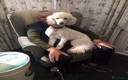 Poodle dogs for sale: miniature poodle puppies for sale - Advert 8