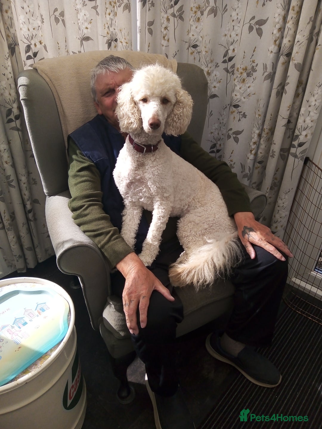 Poodle dogs for sale: miniature poodle puppies for sale - Advert 8