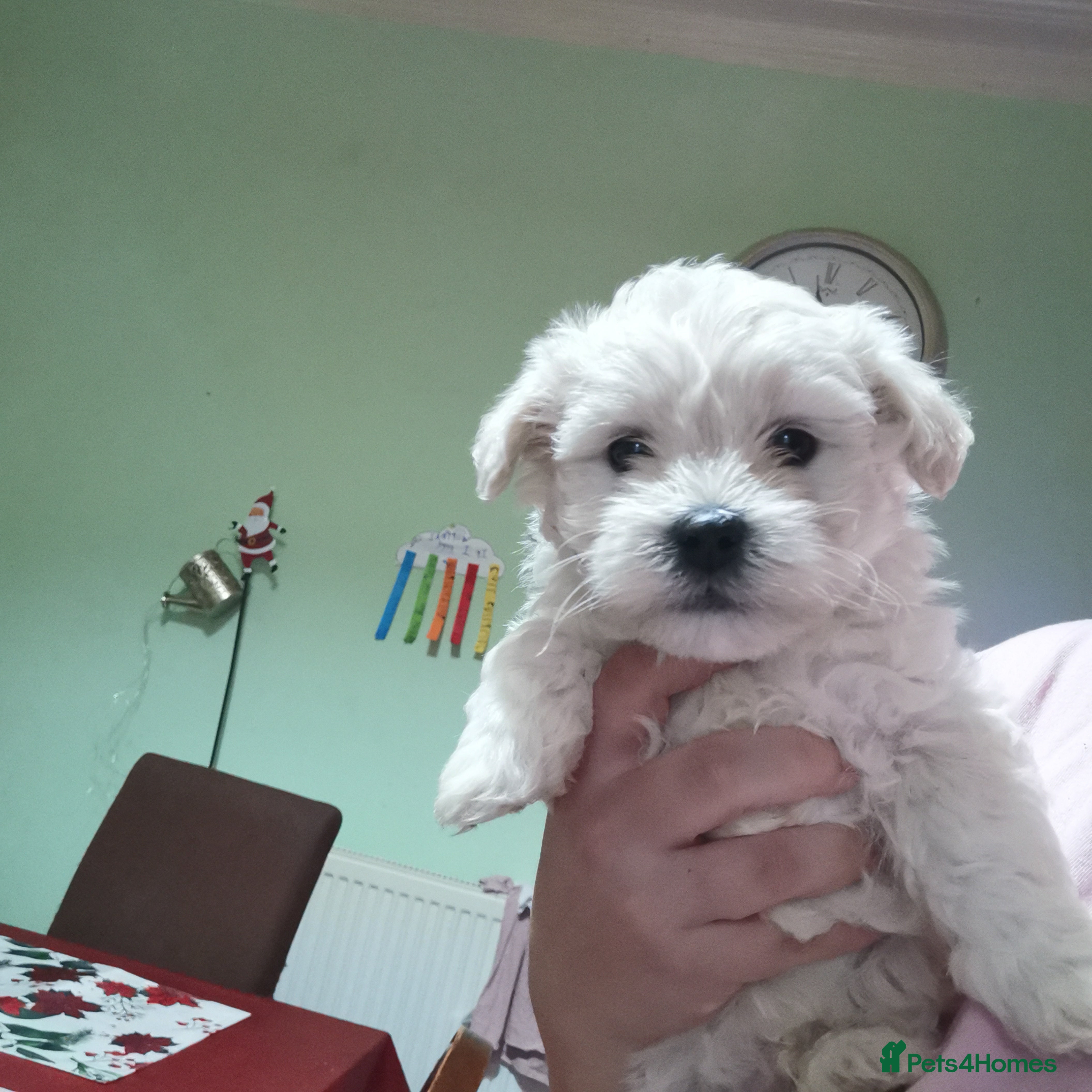 Bichon Frise dogs 3 beautifuls puppy Bichon Maltese - Advert 2