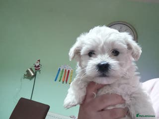 Bichon Frise dogs 3 beautifuls puppy Bichon Maltese - Advert 9