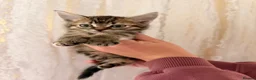 Maine Coon cats for sale: Half Maine coon kittens  - Advert 5