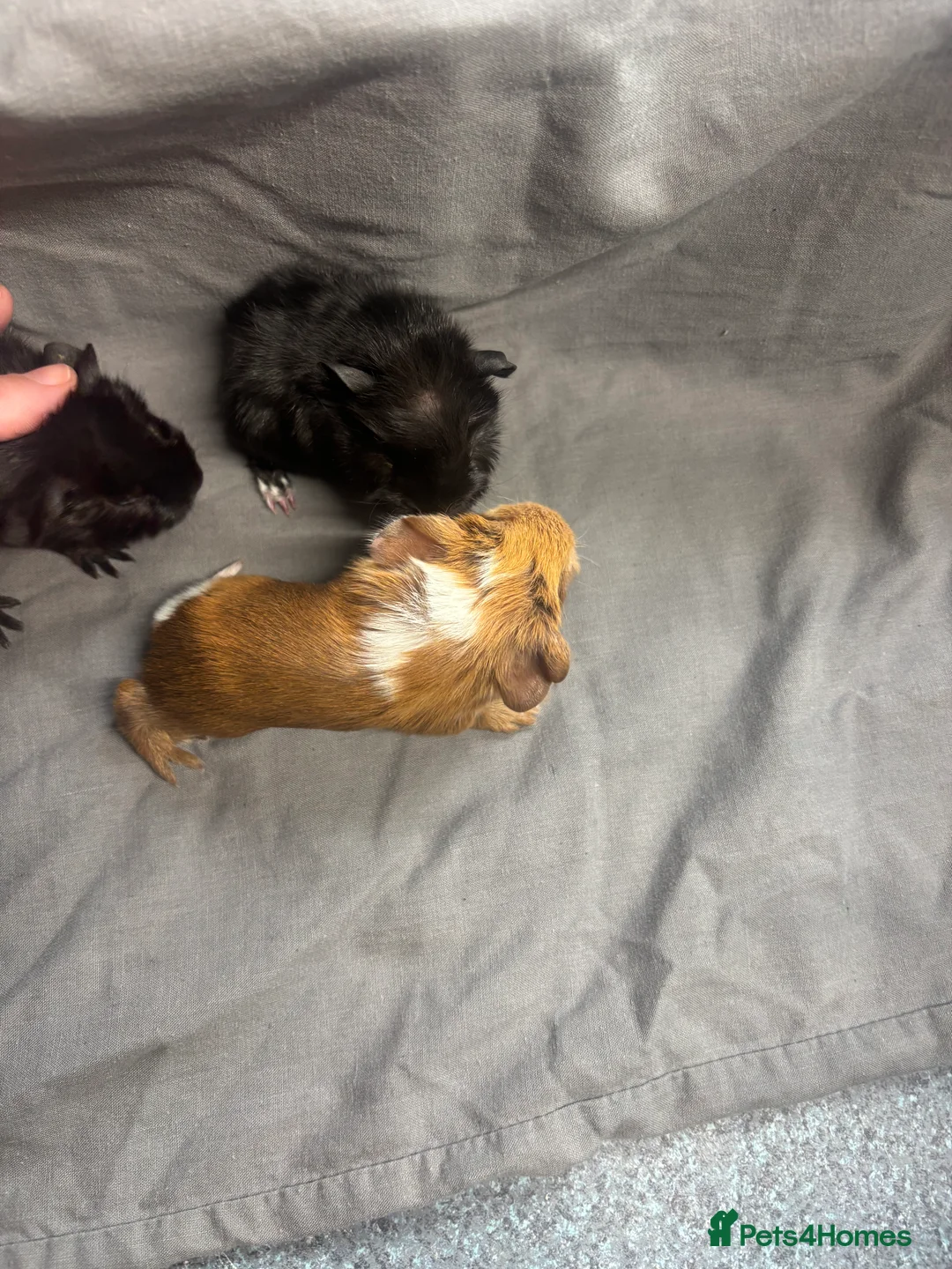 Guinea Pig rodents for sale: Girls ready now  - Advert 10
