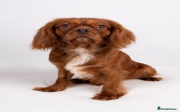 Cavalier King Charles Spaniel dogs for stud: KC REG EXTENSIVELY HEALTH TESTED CHOC RUBY STUD  in Hoddesdon - Image 12