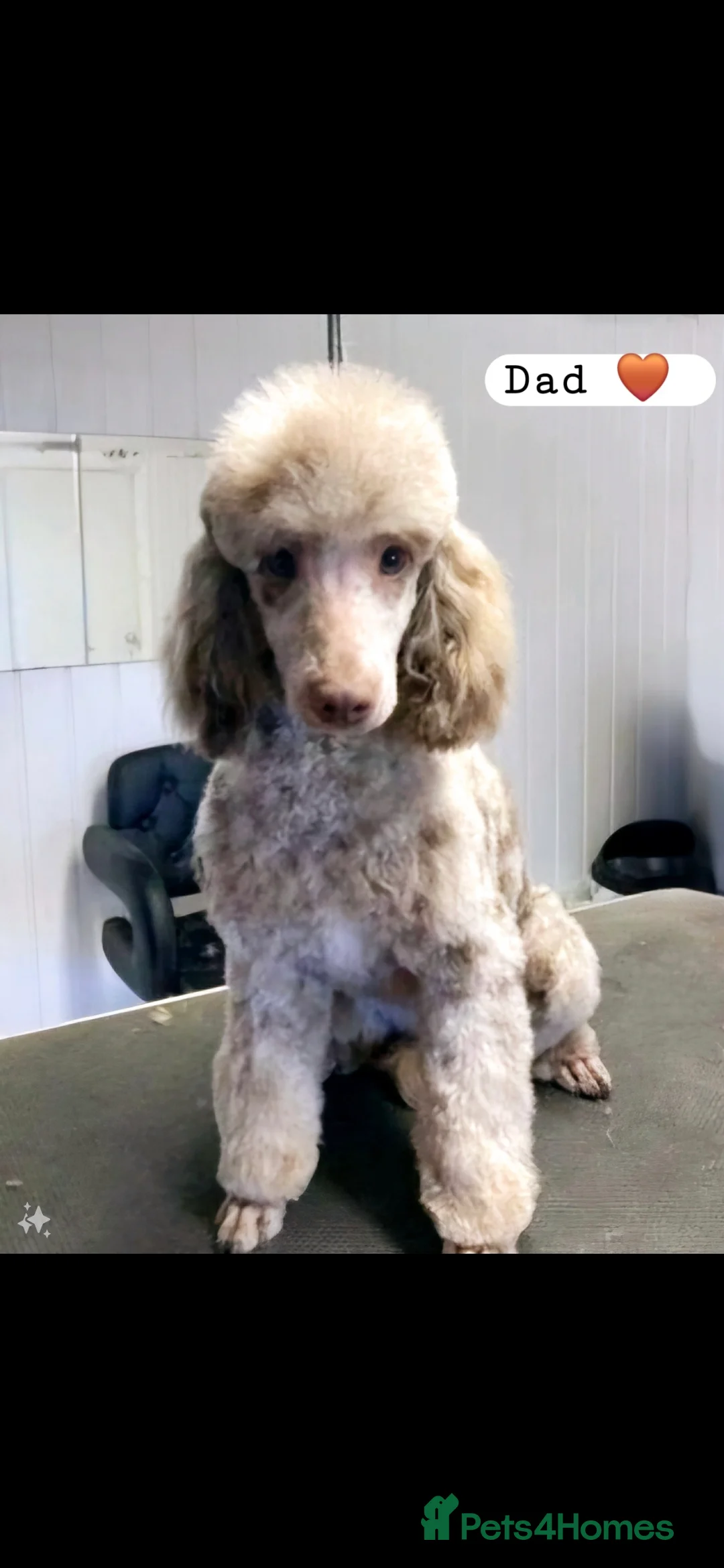 Cockapoo dogs for sale: RESERVED Gorgous F1 Cockerpoo's Puppies - Advert 9