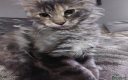 Maine Coon cats for stud: Active Tica duel Gccf Maine Coons in Grantham - Image 29