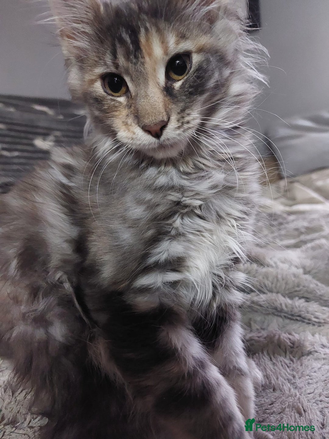 Maine Coon cats for stud: Active Tica duel Gccf Maine Coons in Grantham - Image 29