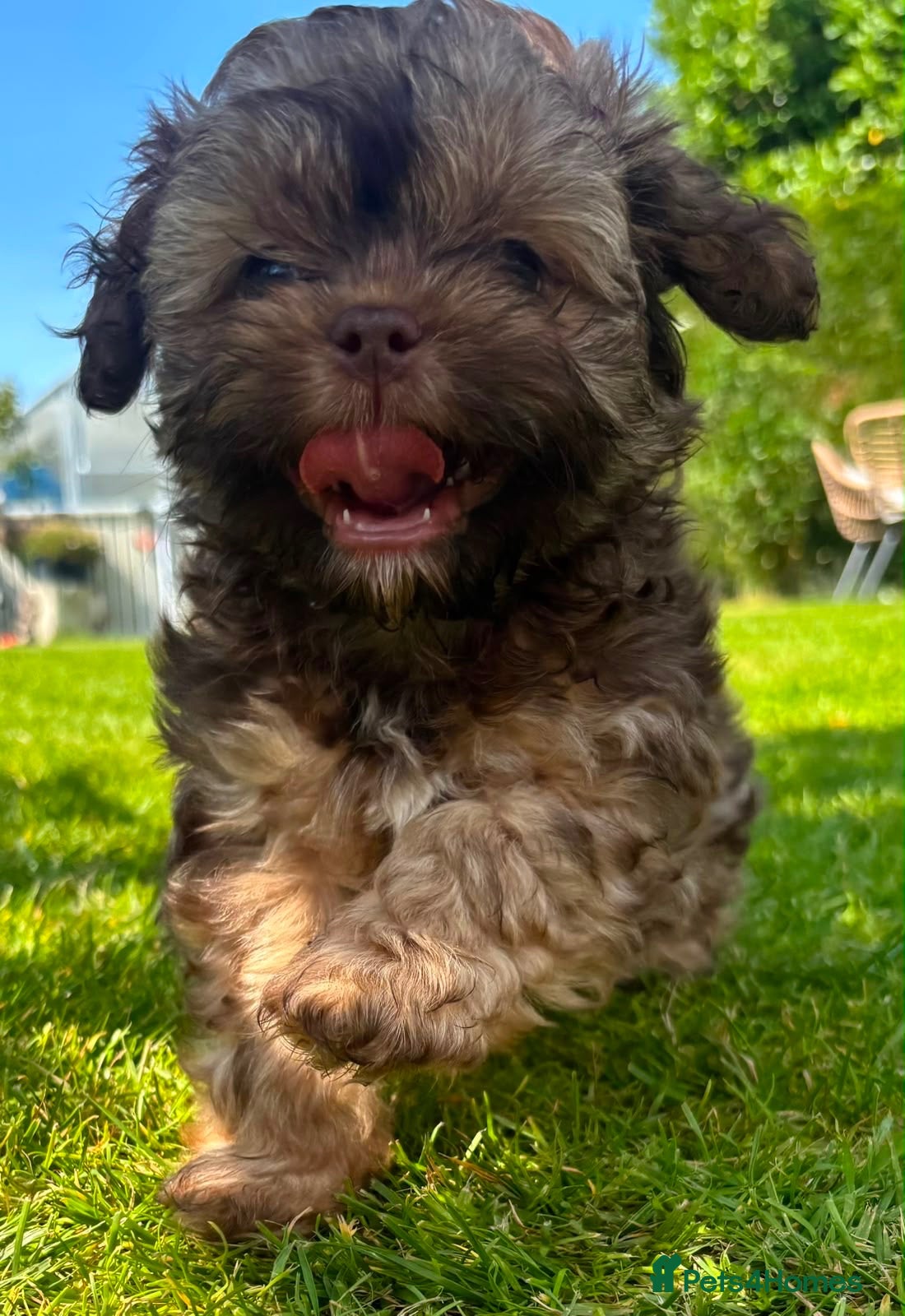 Shihpoo dogs Shihpoo  - Advert 2