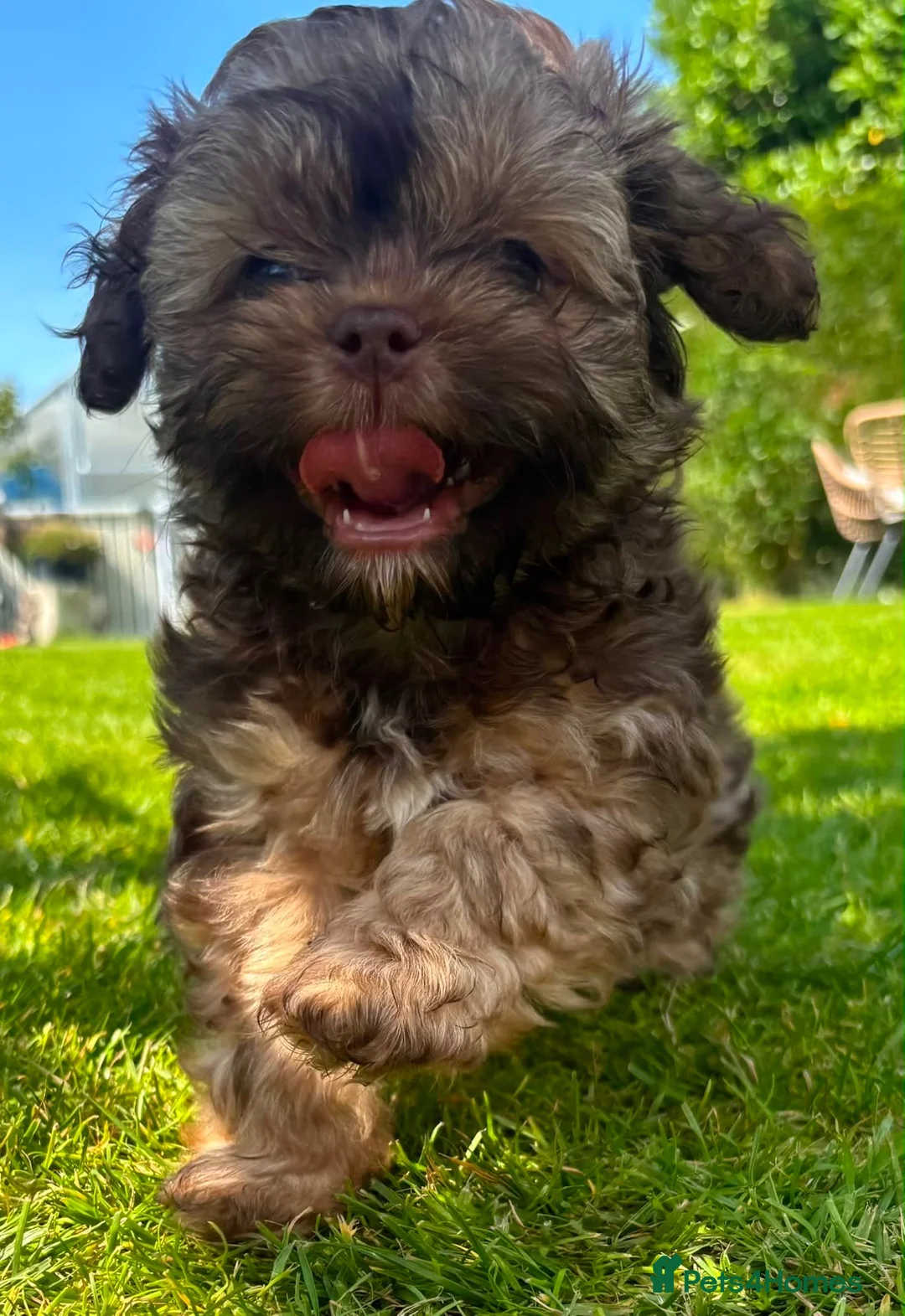 Shihpoo dogs for sale: Shihpoo  in Halifax - Advert 1