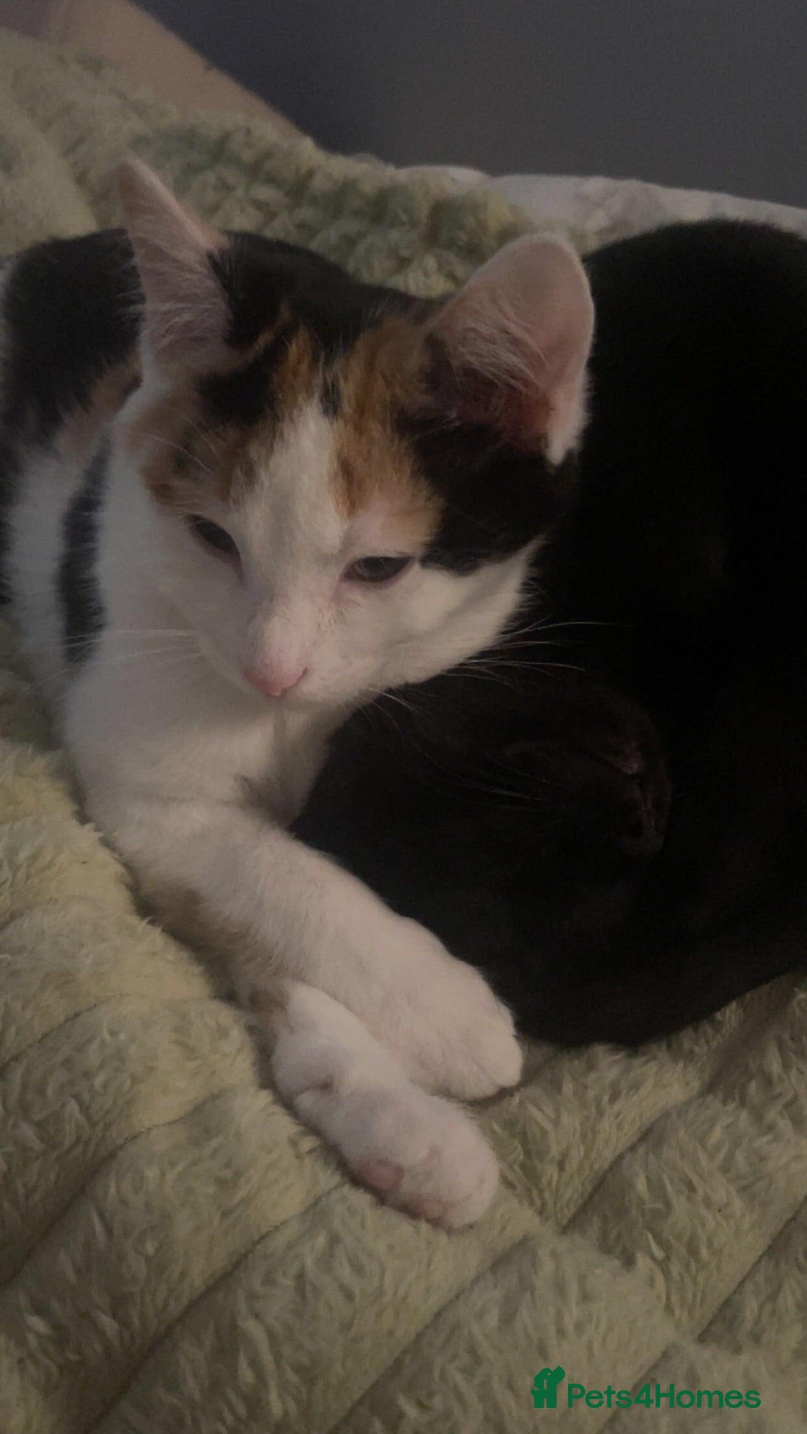 Mixed Breed cats 4 kittens for sale  - Advert 1