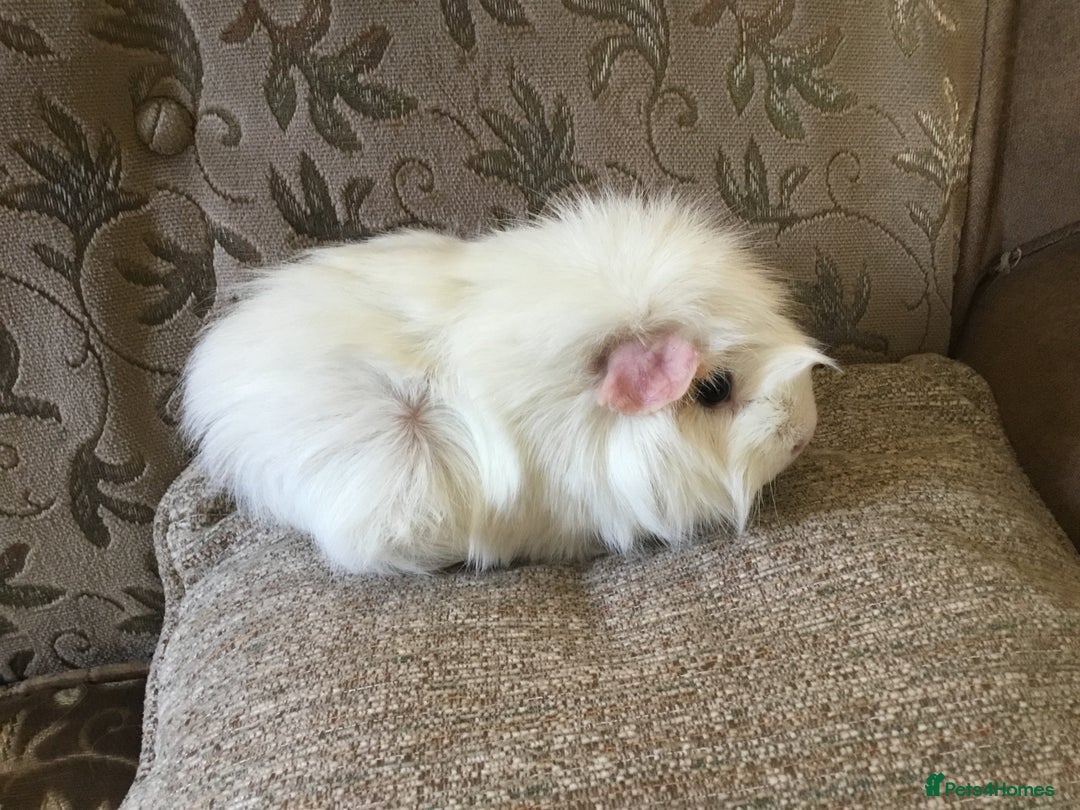 Guinea Pig rodents for sale: 6 adult sows 1 adult male  - Image 2