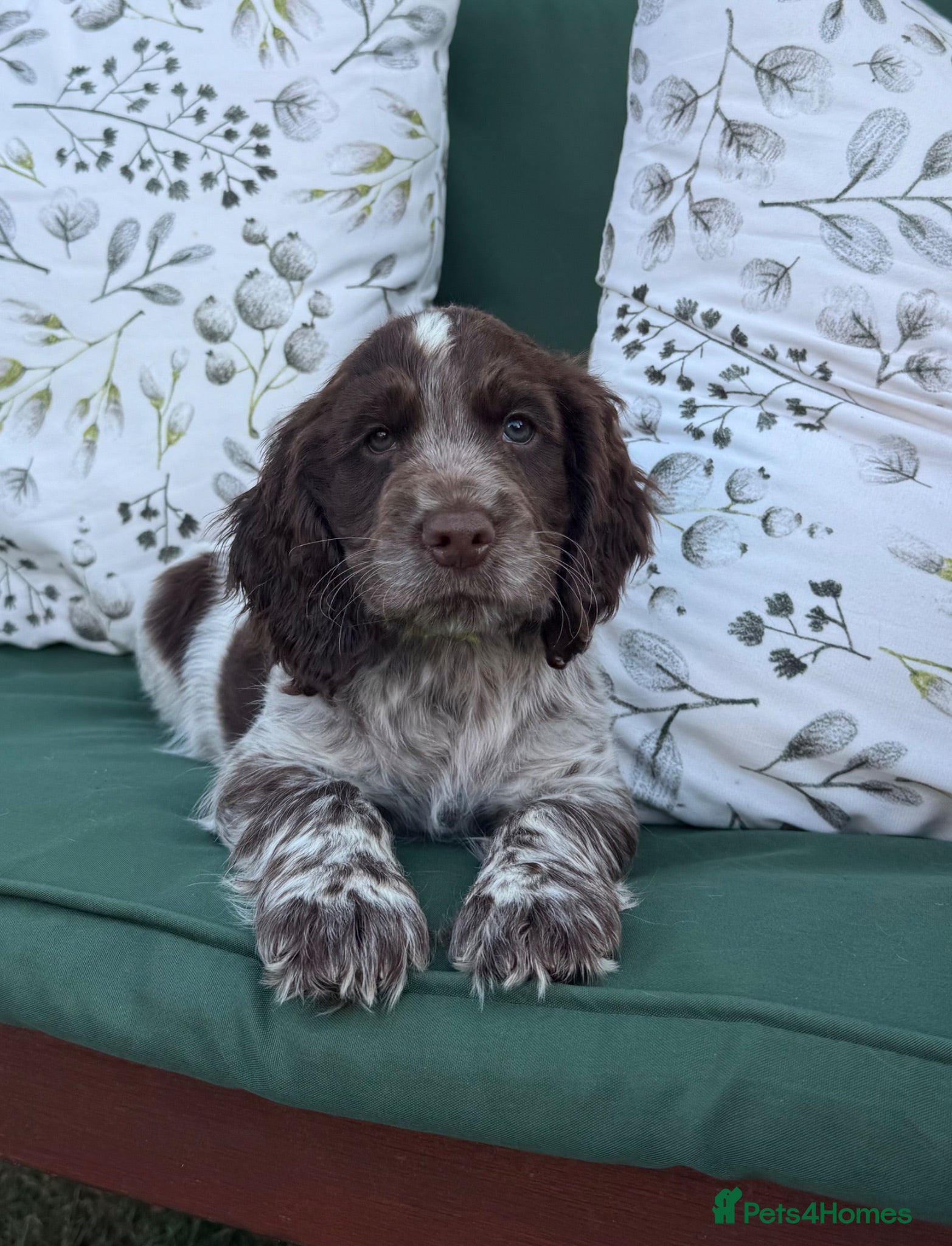 Cocker Spaniel dogs Final 2 Puppies Ready for their forever homes - Advert 1