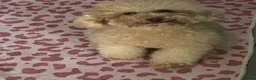 Toy Poodle dogs for stud: 1.7kg RKC reg Tiny toy poodle (Asian) - Advert 6