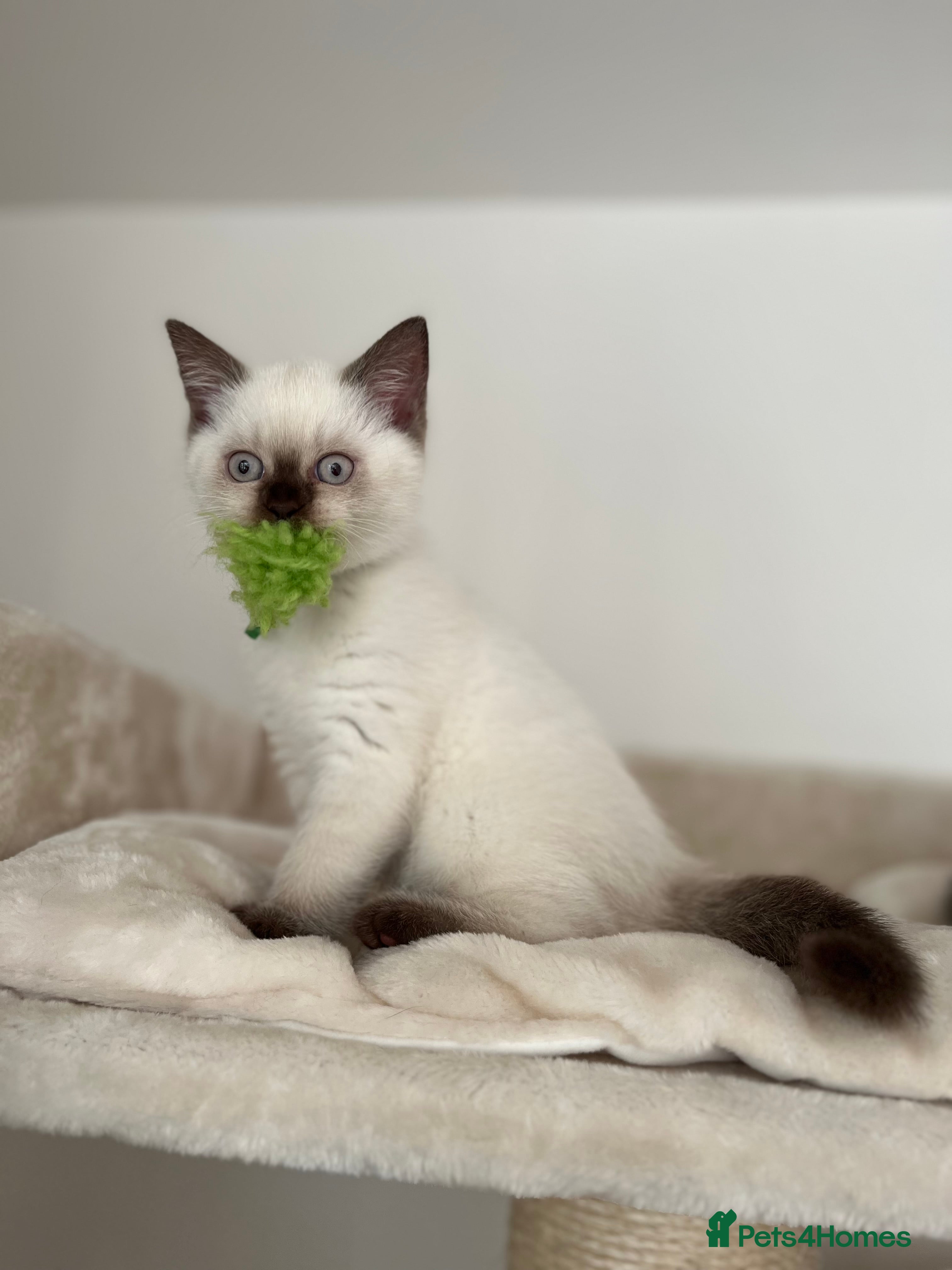 British Shorthair cats Adorable kittens available (1 female left!!) - Advert 10