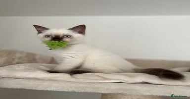 British Shorthair cats - Advert 5