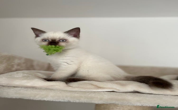 British Shorthair cats - Advert 14