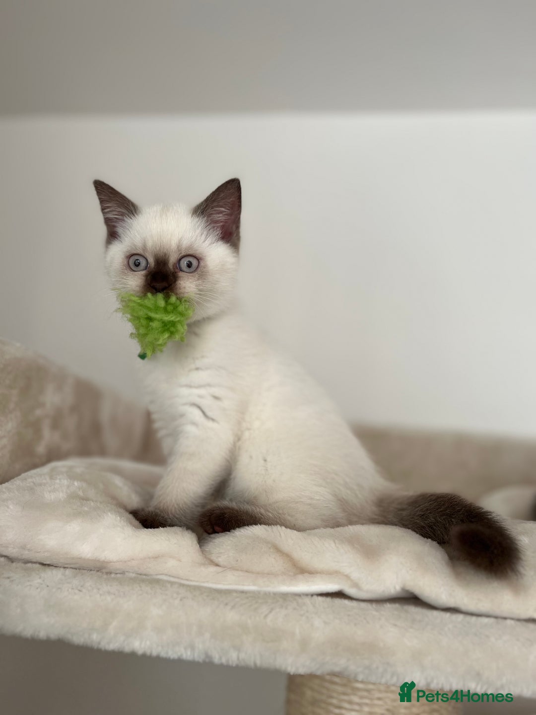 British Shorthair cats for sale: Adorable kittens available (1 female left!!) - Advert 1