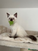 British Shorthair cats - Advert 1
