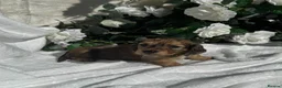 Miniature Dachshund dogs for sale: STUNNING KC LONG HAIRED MINIATURE DACHSHUND PUPS💕 - Advert 9