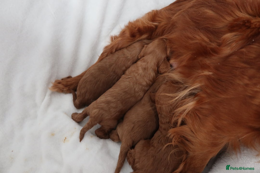 Cavapoo dogs for sale: 4 beautiful red cavapoo puppies available  - Advert 4