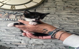 Mixed Breed cats for sale: Beautiful little kittens looking for forever home  - Image 6