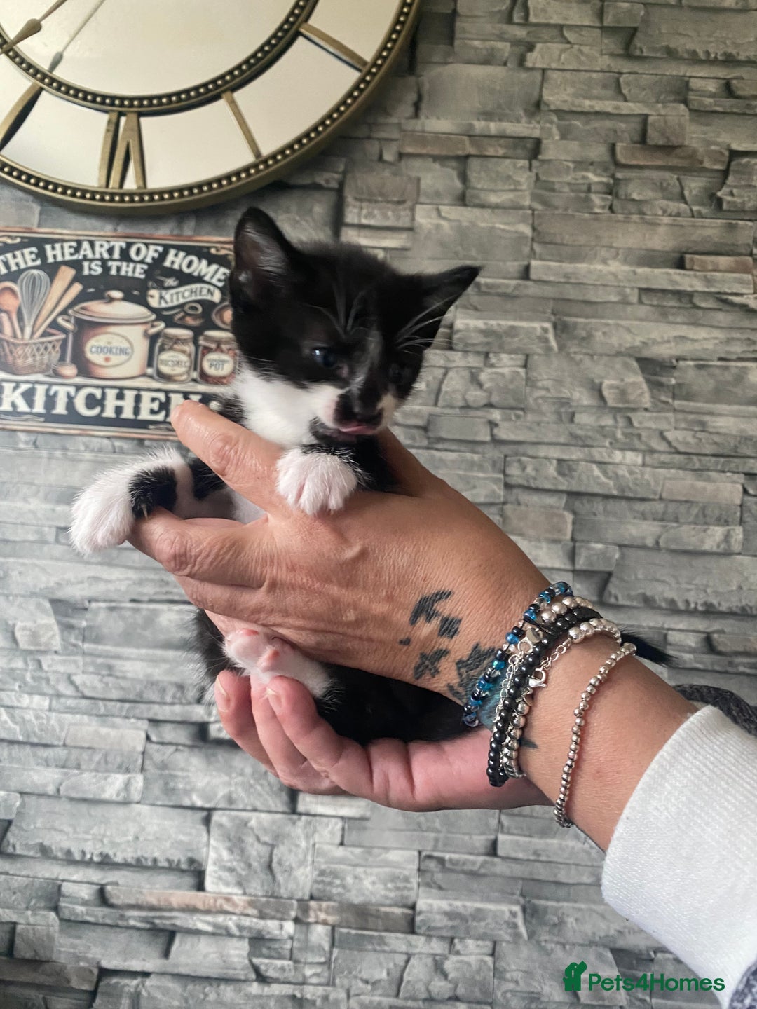 Mixed Breed cats for sale: Beautiful little kittens looking for forever home  - Image 6