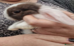 Mini Lop rabbits for sale: Mini Lop Babies for Sale - Image 6