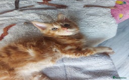 Maine Coon cats for sale: Beautiful XXL Maine-coon kittens 😸 ♥️  - Image 17