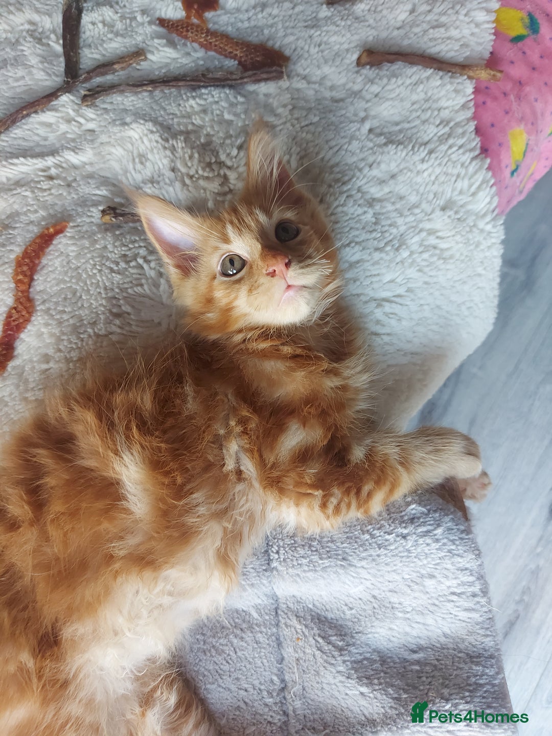 Maine Coon cats for sale: Beautiful XXL Maine-coon kittens 😸 ♥️  - Image 17