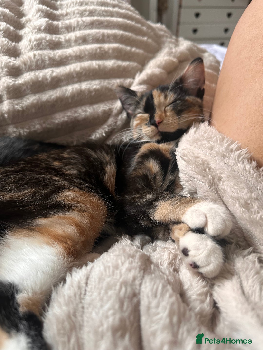 British Shorthair cats for sale: Rehoming my Sweet Baby girl rare Chimera  - Advert 10