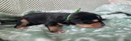 Mixed Breed dogs for sale: King Schnauzer (Cavalier, Cross mini Schauzer)  - Advert 15