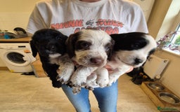 Cocker Spaniel dogs for sale: Beautiful chunky male cockers - Image 23