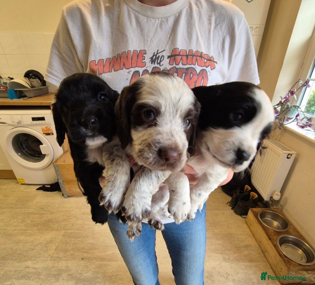 Cocker Spaniel dogs for sale: Beautiful chunky male cockers - Image 23