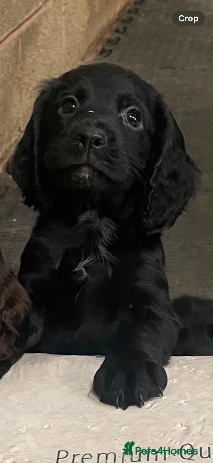 Cocker Spaniel dogs Elite FTCH Penwills Charlie of Winhocklin Puppies - Advert 2