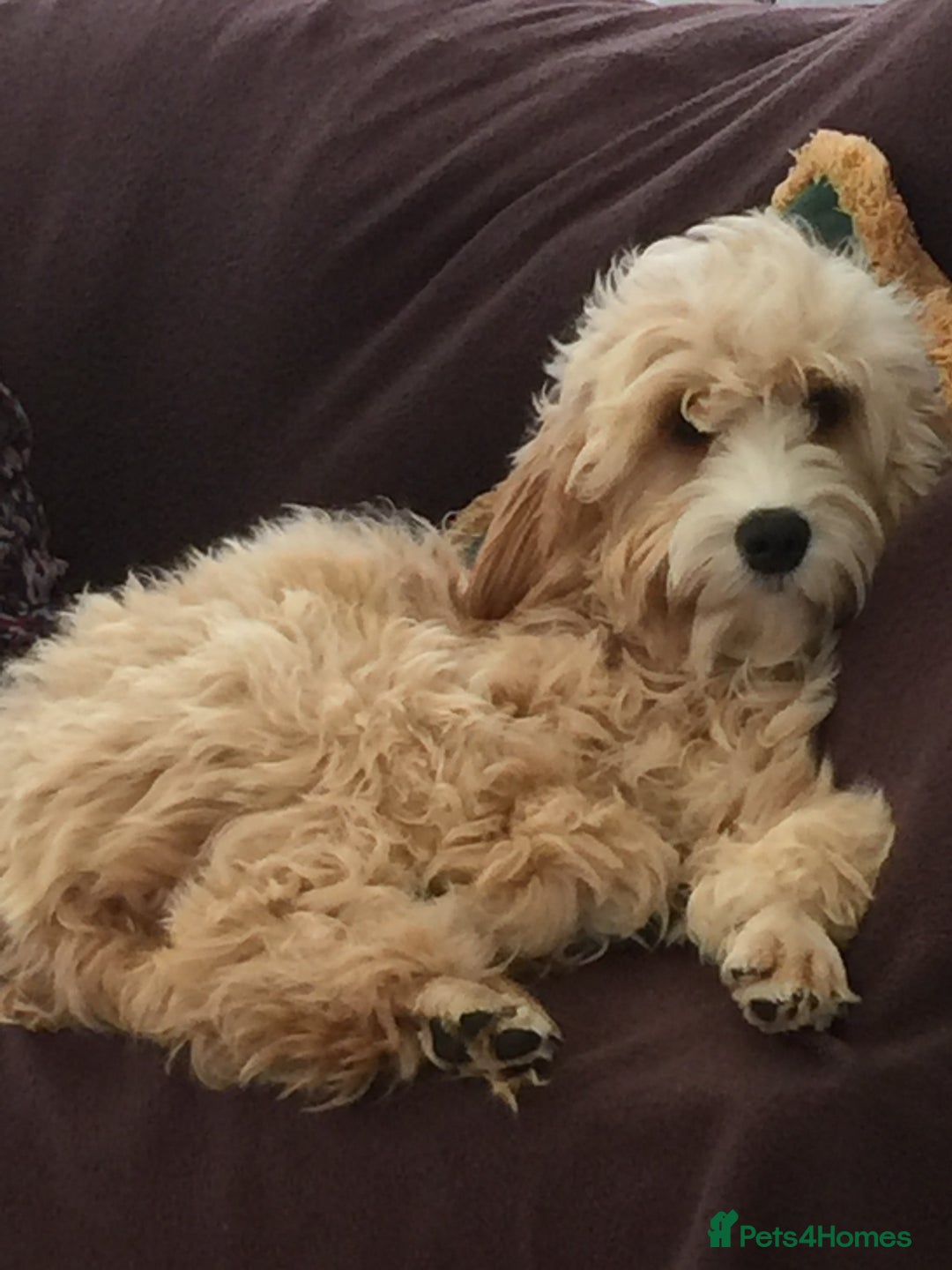 Mixed Breed dogs for sale: We have a litter of cavapoo puppies for sale  - Advert 2