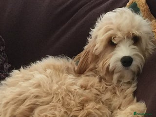 Mixed Breed dogs We have a litter of cavapoo puppies for sale - Advert 1