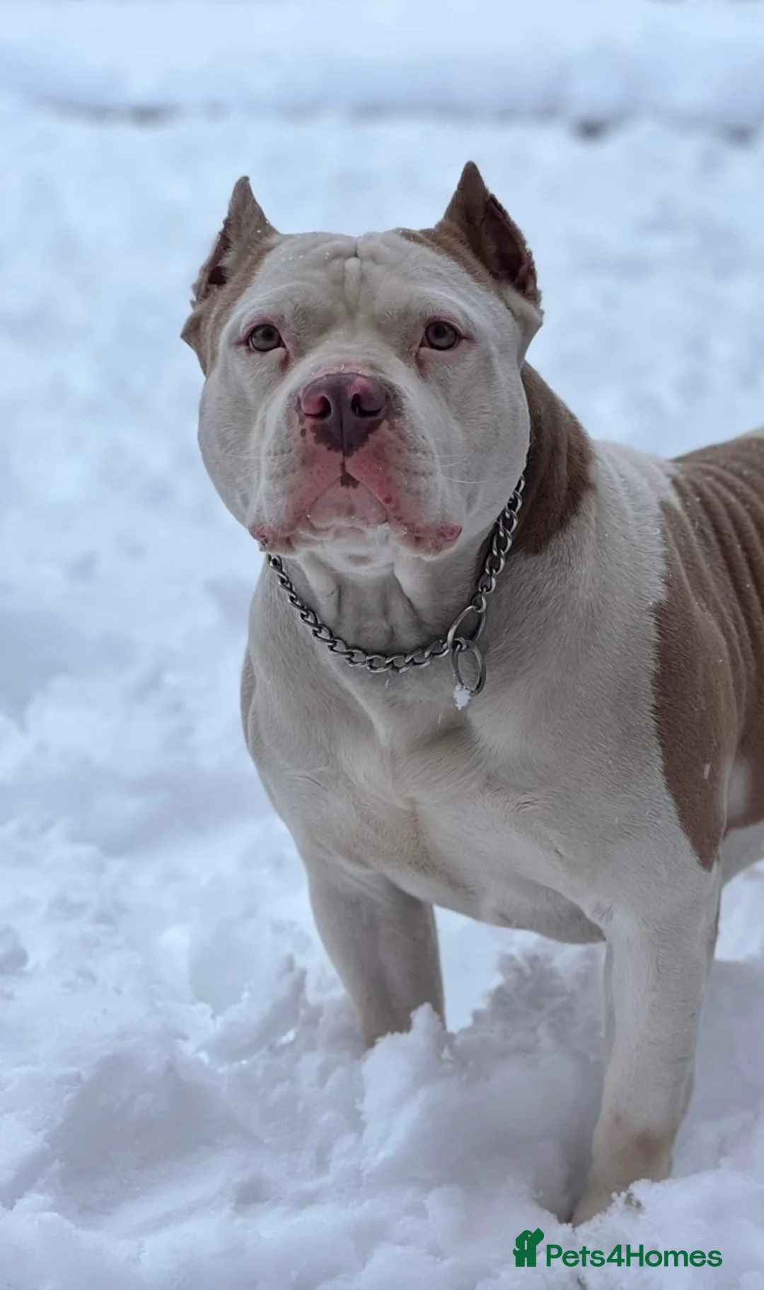 American Bully dogs for sale: ⭐️ 3/4 stunning Pocket bullys mix of colours ⭐️ - Advert 9