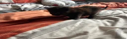 British Shorthair cats for sale: Kittens x4 - Advert 29