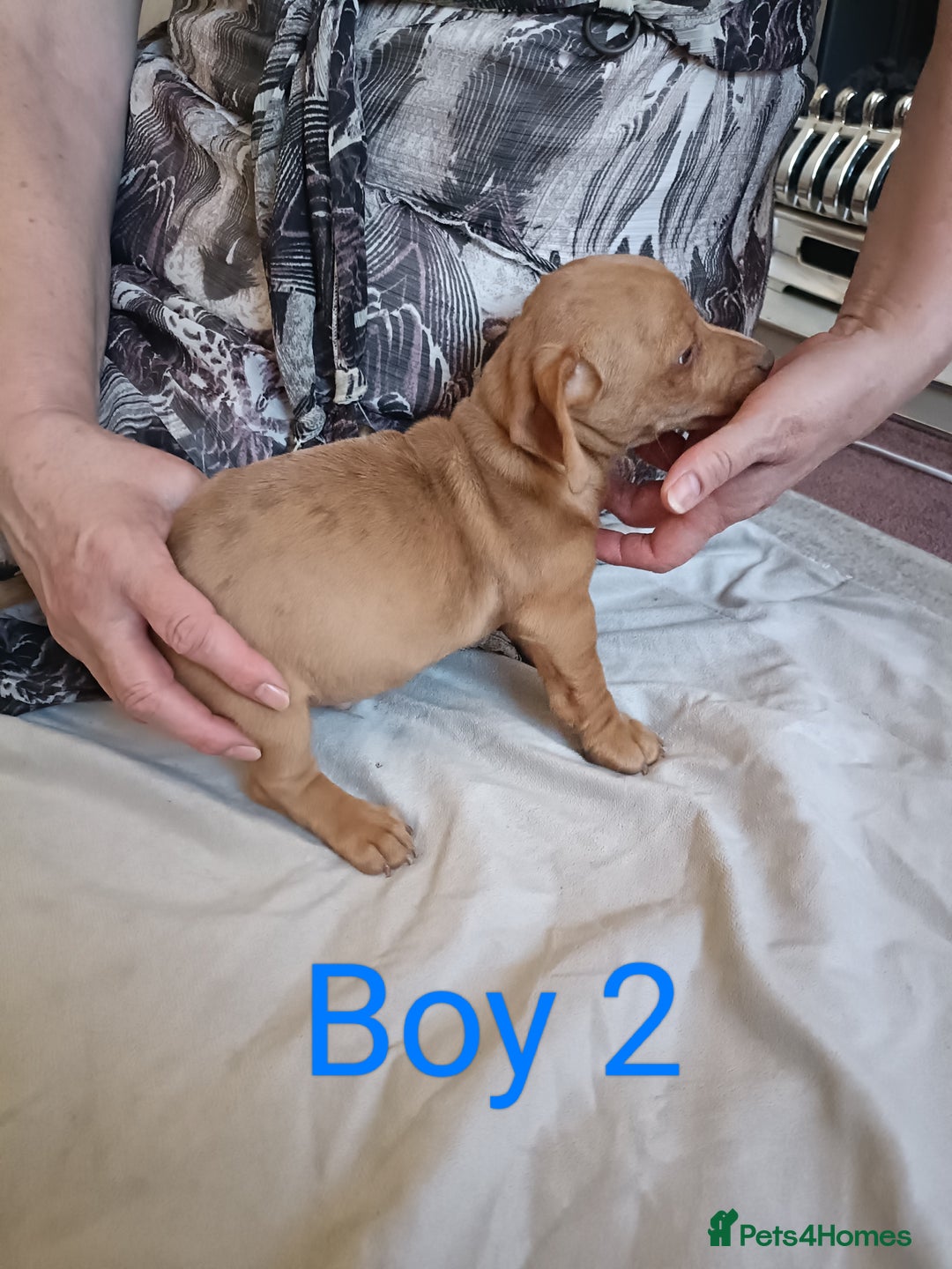 Mixed Breed dogs for sale: Norfolk Terrier Puppies - Image 6