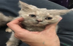 British Shorthair cats for sale: Stunning fluffy kittens  - Image 24