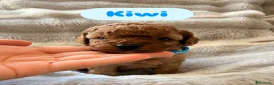 💙Kiwi - Blue Collar
