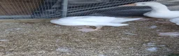 Geese poultry for sale: 2 x goslings for sale  - Advert 5