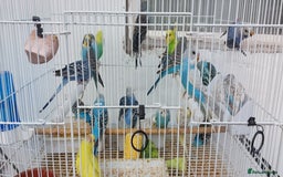 Budgerigars birds for sale: Budgies for sale  - Image 20