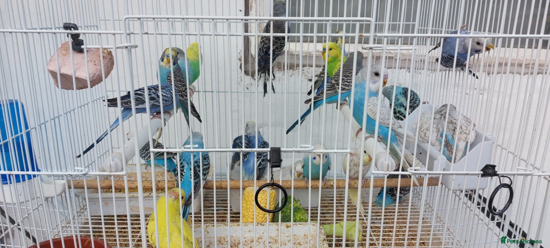 Budgerigars birds for sale: Budgies for sale  - Image 20