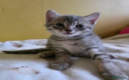Mixed Breed cats for sale: Gorgeous 2 Girls and 3 boys For sale - Image 16