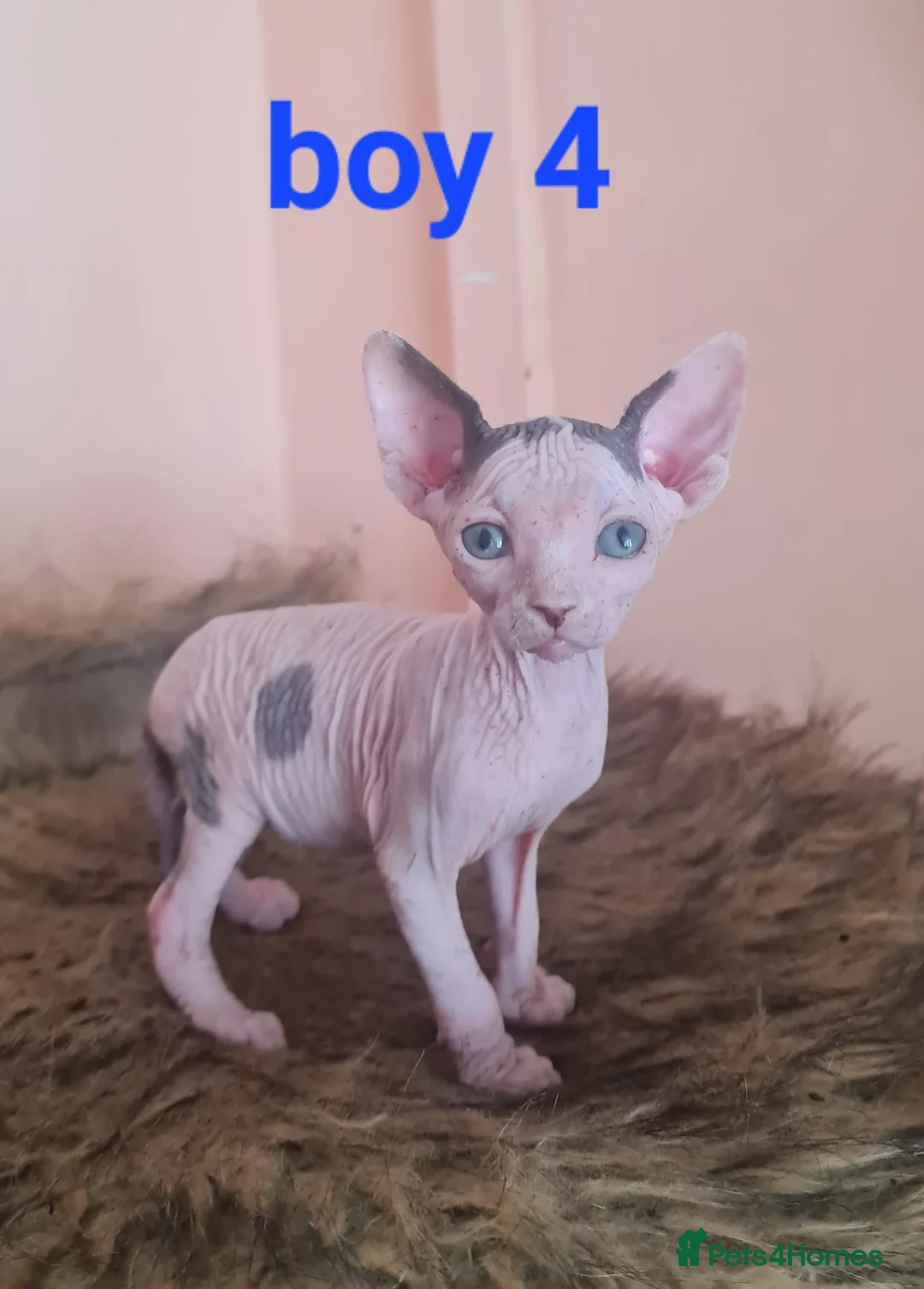 Sphynx cats for sale: Beautiful Sphynx kitten  - Advert 27