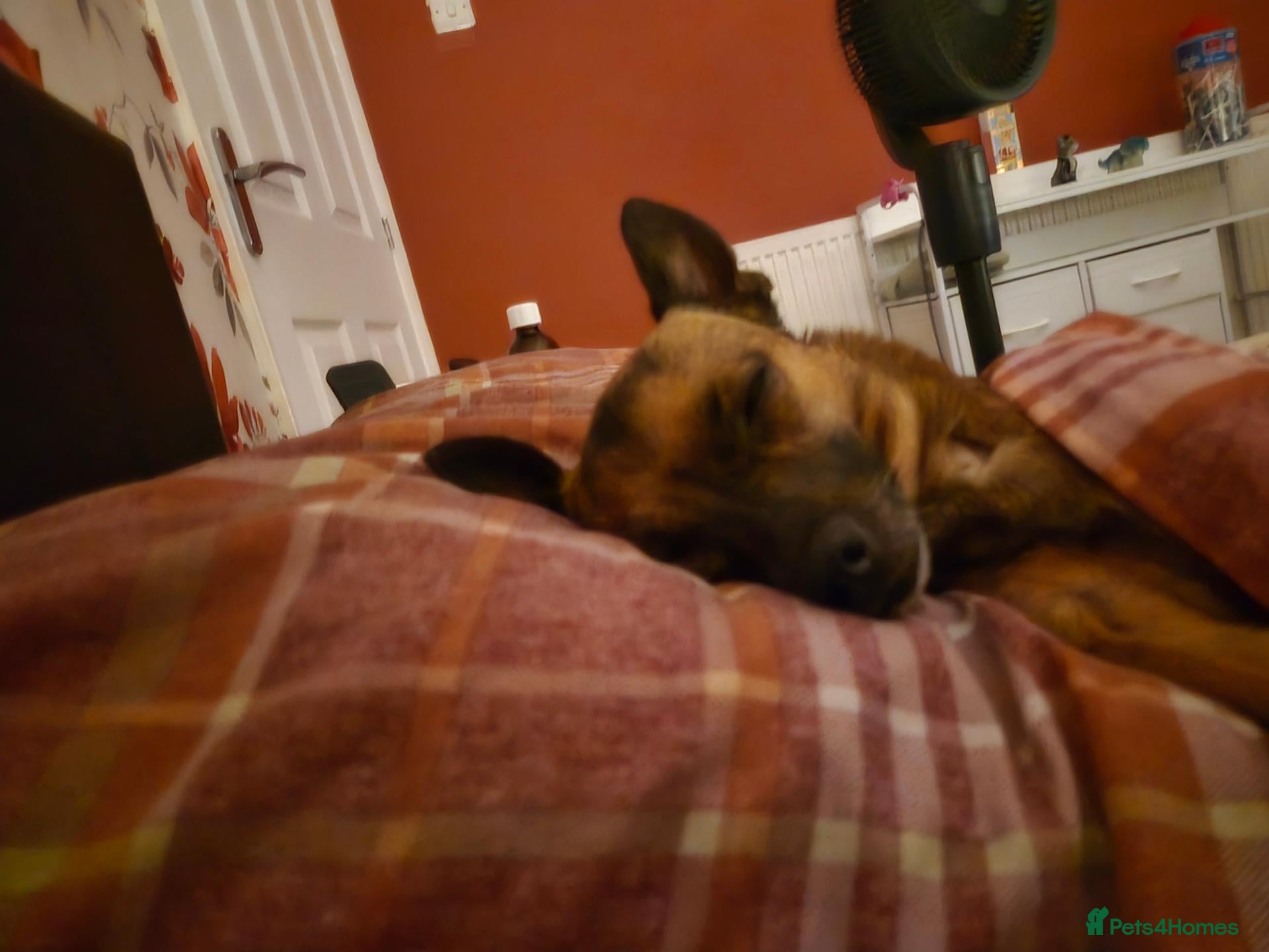 Mixed Breed dogs Chi x pups  - Advert 1